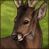 [GE - Philippines] Calamian Deer