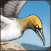 Cape Gannet