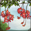 Coral Hibiscus
