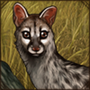 Crested Servaline Genet