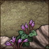 Cyclamen persicum [Front]
