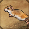 Darfur Gerbil