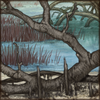 Dead Mangrove Tree
