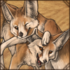 Playing Fennec Foxes
