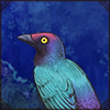 Purple Starling