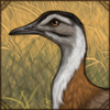 Denham's Bustard