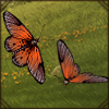 Dusky-Veined Acraea