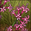 Dwarf Nerine