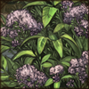 Eared Vernonia