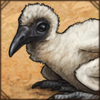 Egyptian Vulture Chick