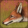 Wandering Ethiopian Wolf