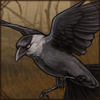 Eurasian Jackdaw