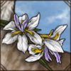 Fairy Iris