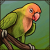 Fischer's Lovebird