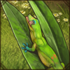 Gold Dust Day Gecko