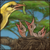 Golden Oriole Nest