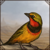Gorgeous Bushshrike