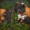 Fancy Guinea Pig [American Shorthair]