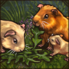 Fancy Guinea Pig [Satin]