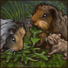 Fancy Guinea Pig [Texel]
