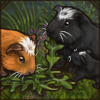 Fancy Guinea Pig [White Crested]