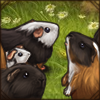 Guinea Pig Hoard [American Shorthair]