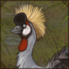 Proud Grey Crowned Crane