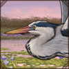 Grey Heron