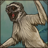 Grivet Monkey