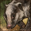 [GE - Cambodia] Hog Badger