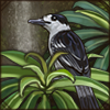 Hook-Billed Vanga