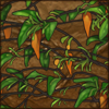 Iboga Plant