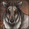 Japanese Serow