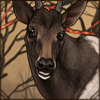 Jentink's Duiker