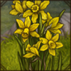 Jonquils
