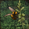 Large Garden Bumblebee