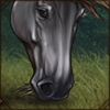Kundudo Horse