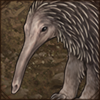 [GE - New Guinea] Western Long-Beaked Echidna