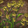 Madagascar Ragwort