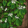Madagascar Jasmine
