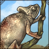 Malagasy Giant Chameleon