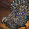 [GE - Malaysia] Malayan Peacock-Pheasant
