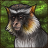 Wolf's Mona Monkey