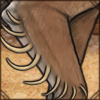 Murex Limb Growths: Murex Africana