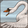 [GE - Greece] Mute Swan