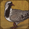 Namaqua Dove