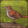 Nightingale