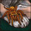 Mombasa Golden Starburst Tarantula