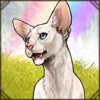Purring Oriental Shorthair