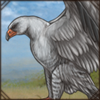 Pale Chanting Goshawk